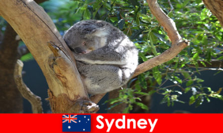 Destino Sydney, Austrália em um zoológico exótico com uma experiência noturna