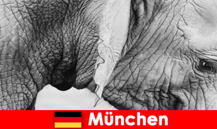 Viagem especial para visitantes do zoológico mais original da Alemanha, Munique
