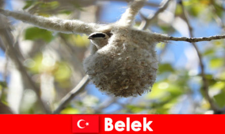 Os turistas que gostam de curtir a natureza experimentam o mundo das árvores e pássaros em Belek, Turquia