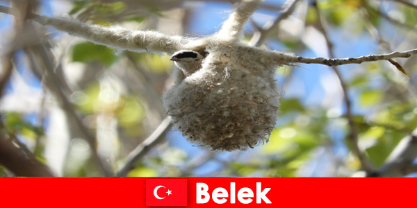Os turistas que gostam de curtir a natureza experimentam o mundo das árvores e pássaros em Belek, Turquia