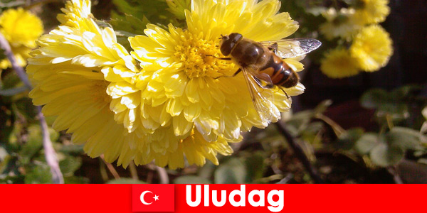 Descubra a bela fauna e flora em Uludag Turquia