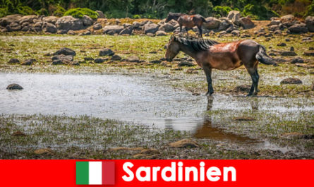 Experimente animais selvagens e natureza de perto como um estranho na Sardenha Itália