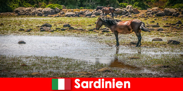 Experimente animais selvagens e natureza de perto como um estranho na Sardenha Itália