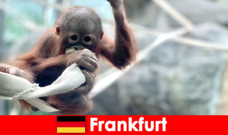 Passeio em família em Frankfurt no segundo zoológico mais antigo da Alemanha