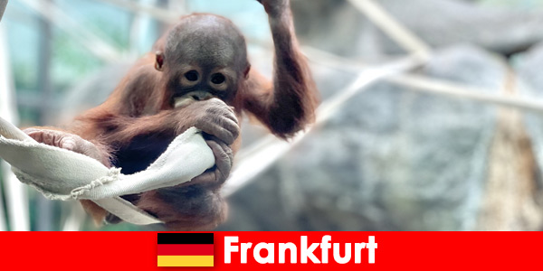 Passeio em família em Frankfurt no segundo zoológico mais antigo da Alemanha