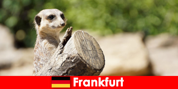 Biodiversidade e muitos programas para famílias no zoológico de Frankfurt, na Alemanha